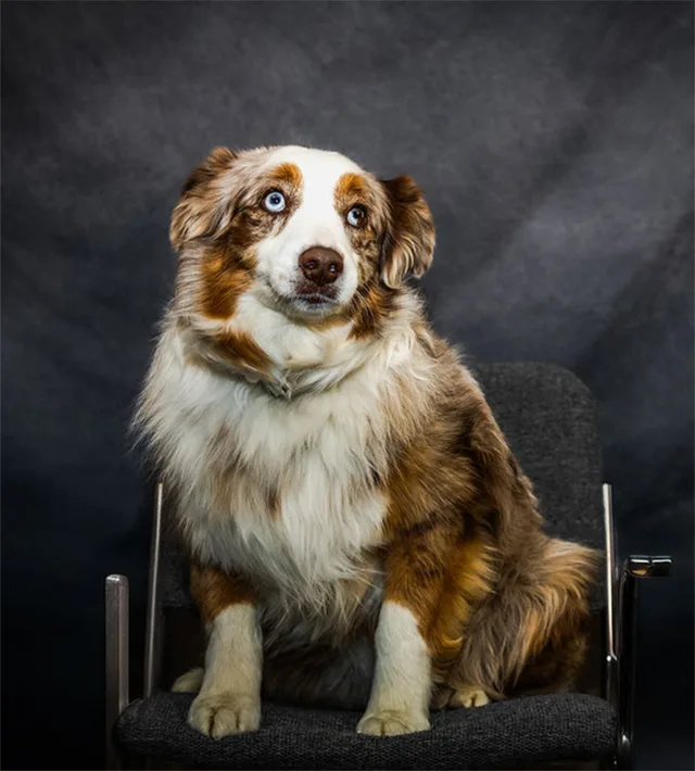 Tilly, the BBS office dog